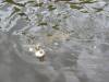 Pike_Attacking_Walleye_1.JPG