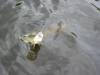 Pike_Attacking_Walleye_21.JPG
