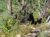 Bear_Hunt_2007_019.JPG