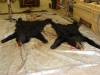Picture_Video_bear_hunt_2007_011.jpg