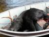 2007_-_Bull_in_the_Boat_Close_Up.JPG