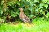 DSC_0186.jpg