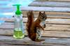Squirrel1.jpg
